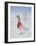 Winter-Drake-Ditz-Framed Giclee Print