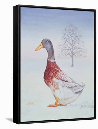 Winter-Drake-Ditz-Framed Stretched Canvas