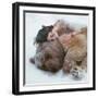 Winter Dreaming-Olga Barantseva-Framed Photographic Print