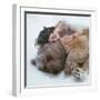 Winter Dreaming-Olga Barantseva-Framed Photographic Print