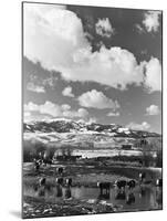 Winter Feeding-John Vachon-Mounted Photographic Print