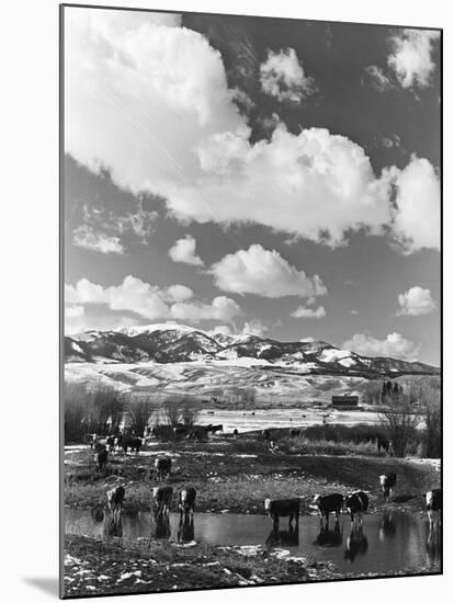 Winter Feeding-John Vachon-Mounted Photographic Print