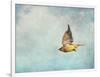 Winter Flight Cedar Waxwing-Jai Johnson-Framed Giclee Print