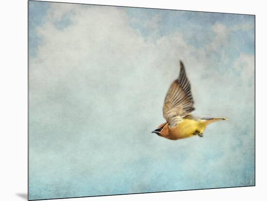 Winter Flight Cedar Waxwing-Jai Johnson-Mounted Giclee Print