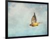 Winter Flight Cedar Waxwing-Jai Johnson-Framed Giclee Print