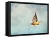 Winter Flight Cedar Waxwing-Jai Johnson-Framed Stretched Canvas