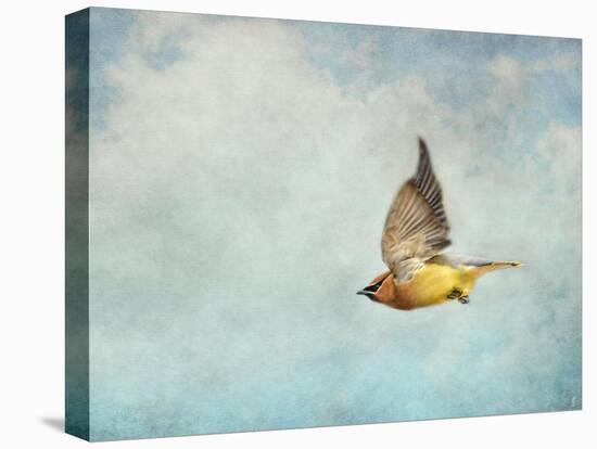 Winter Flight Cedar Waxwing-Jai Johnson-Stretched Canvas