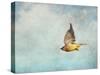 Winter Flight Cedar Waxwing-Jai Johnson-Stretched Canvas