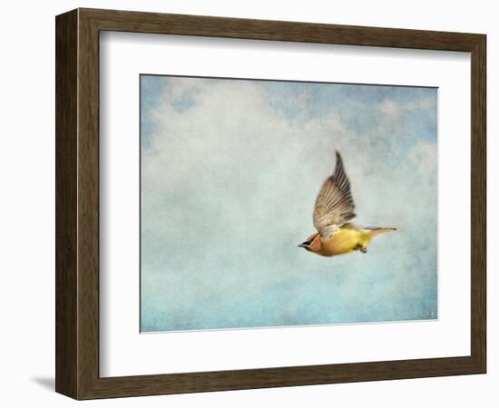 Winter Flight Cedar Waxwing-Jai Johnson-Framed Giclee Print