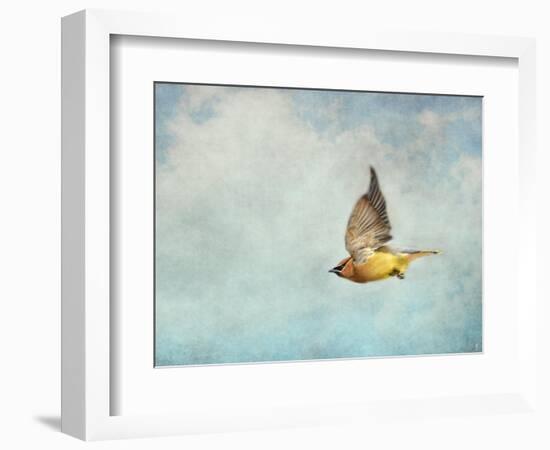 Winter Flight Cedar Waxwing-Jai Johnson-Framed Giclee Print