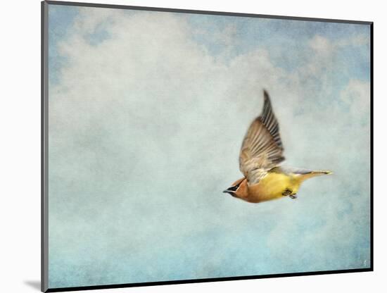 Winter Flight Cedar Waxwing-Jai Johnson-Mounted Giclee Print