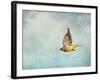 Winter Flight Cedar Waxwing-Jai Johnson-Framed Giclee Print