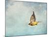 Winter Flight Cedar Waxwing-Jai Johnson-Mounted Giclee Print