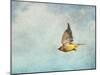 Winter Flight Cedar Waxwing-Jai Johnson-Mounted Giclee Print