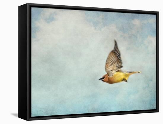 Winter Flight Cedar Waxwing-Jai Johnson-Framed Stretched Canvas