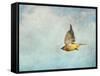 Winter Flight Cedar Waxwing-Jai Johnson-Framed Stretched Canvas