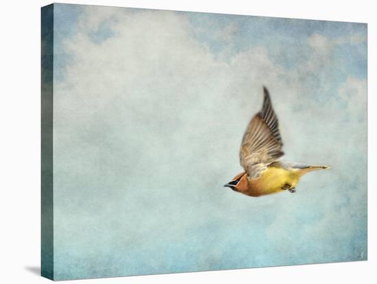 Winter Flight Cedar Waxwing-Jai Johnson-Stretched Canvas