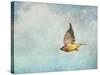 Winter Flight Cedar Waxwing-Jai Johnson-Stretched Canvas