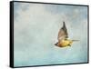 Winter Flight Cedar Waxwing-Jai Johnson-Framed Stretched Canvas