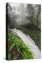 Winter Flow at Cataract Falls, Marin County Waterfall, Bay Area, California-Vincent James-Stretched Canvas