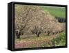 Winter Flowers and Almond Trees in Blossom in Lower Galilee, Israel, Middle East-Simanor Eitan-Framed Stretched Canvas