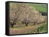 Winter Flowers and Almond Trees in Blossom in Lower Galilee, Israel, Middle East-Simanor Eitan-Framed Stretched Canvas