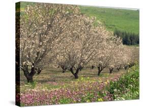 Winter Flowers and Almond Trees in Blossom in Lower Galilee, Israel, Middle East-Simanor Eitan-Stretched Canvas