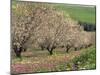 Winter Flowers and Almond Trees in Blossom in Lower Galilee, Israel, Middle East-Simanor Eitan-Mounted Photographic Print