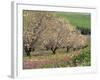 Winter Flowers and Almond Trees in Blossom in Lower Galilee, Israel, Middle East-Simanor Eitan-Framed Photographic Print