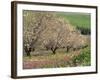 Winter Flowers and Almond Trees in Blossom in Lower Galilee, Israel, Middle East-Simanor Eitan-Framed Photographic Print