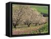 Winter Flowers and Almond Trees in Blossom in Lower Galilee, Israel, Middle East-Simanor Eitan-Framed Stretched Canvas