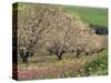 Winter Flowers and Almond Trees in Blossom in Lower Galilee, Israel, Middle East-Simanor Eitan-Stretched Canvas