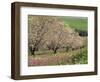 Winter Flowers and Almond Trees in Blossom in Lower Galilee, Israel, Middle East-Simanor Eitan-Framed Photographic Print