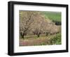 Winter Flowers and Almond Trees in Blossom in Lower Galilee, Israel, Middle East-Simanor Eitan-Framed Photographic Print