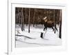 Winter Forage-Kevin Daniel-Framed Art Print