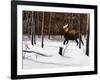 Winter Forage-Kevin Daniel-Framed Art Print