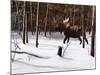 Winter Forage-Kevin Daniel-Mounted Art Print