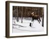 Winter Forage-Kevin Daniel-Framed Art Print