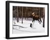 Winter Forage-Kevin Daniel-Framed Art Print