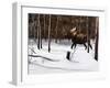 Winter Forage-Kevin Daniel-Framed Art Print