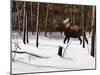 Winter Forage-Kevin Daniel-Mounted Art Print