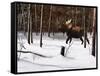 Winter Forage-Kevin Daniel-Framed Stretched Canvas