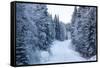 Winter Forest and A Snow Road-nblx-Framed Stretched Canvas