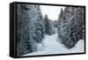 Winter Forest and A Snow Road-nblx-Framed Stretched Canvas