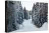 Winter Forest and A Snow Road-nblx-Stretched Canvas