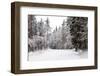 Winter Forest and A Snow Road-nblx-Framed Photographic Print