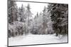 Winter Forest and A Snow Road-nblx-Mounted Photographic Print