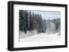 Winter Forest and A Snow Road-nblx-Framed Photographic Print