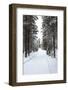 Winter Forest and A Snow Road-nblx-Framed Photographic Print