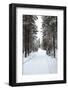 Winter Forest and A Snow Road-nblx-Framed Photographic Print